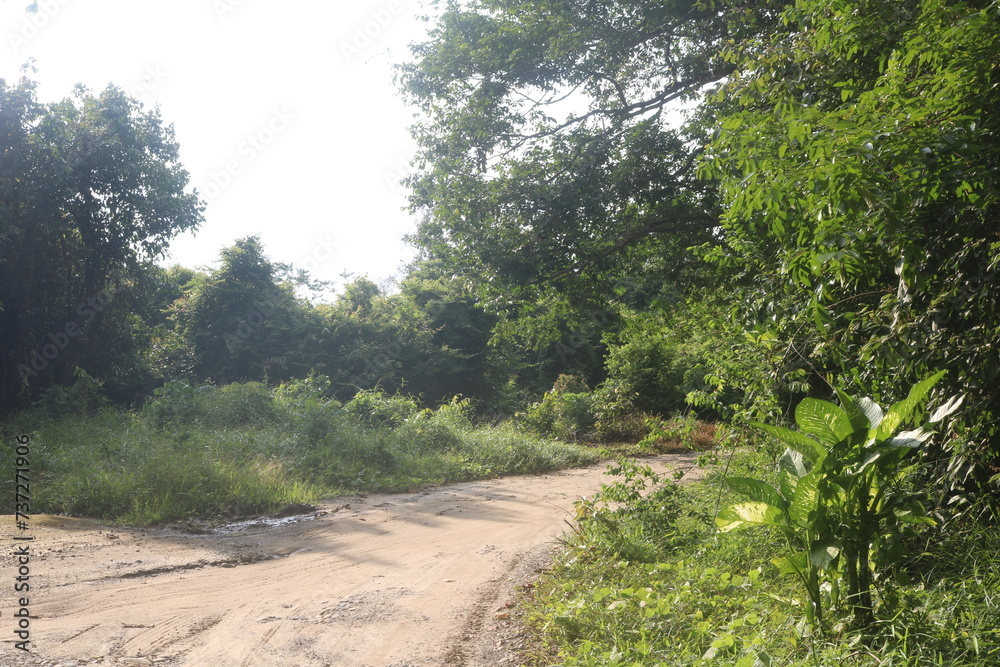 Fototapeta premium road in the forest