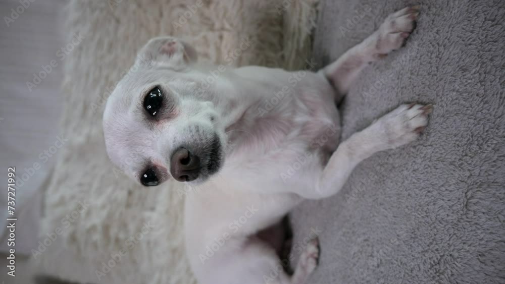 Chihuahua dog sits on the sofa. Vertical video. Chihuahua dog sits on the sofa. Vertical video.