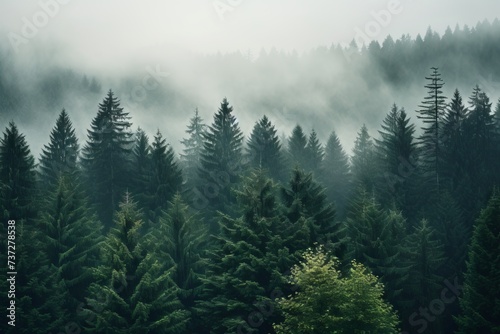 Dense evergreen forest on a misty day © KerXing
