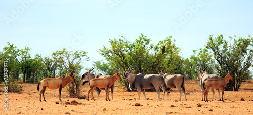 Red Hartebeest and Eland standing together in the African Bush - the Eland is the centre of focus  and motion blur on red hartebeest.