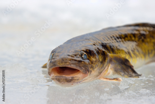 Ice fishing. Fishing Eelpout (Lota lota) in late winter on the northern rivers. Fishing line for bottom fishing (leger rig). A burbot caught in a thaw is a close-up on thawed ice
