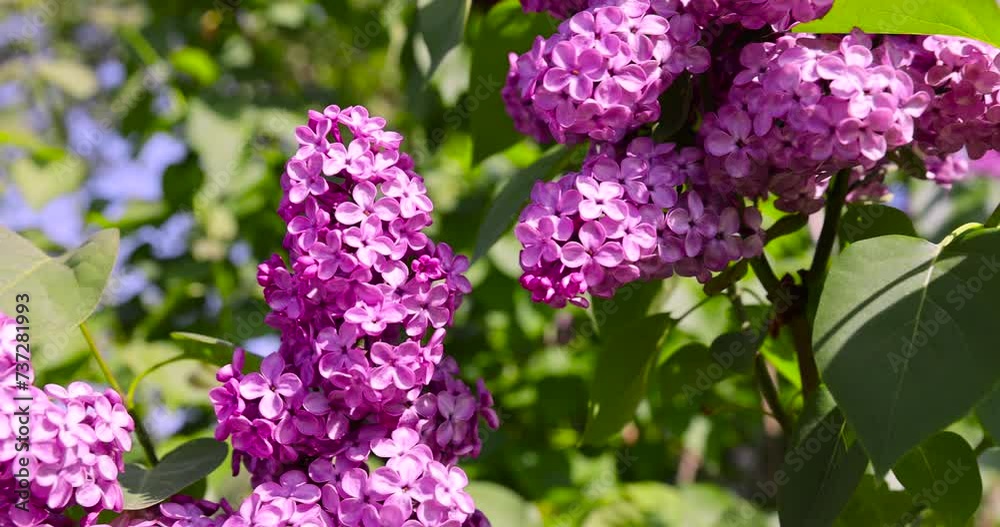 beautiful blooming lilac in spring, lilac flowers in sunny spring weather beautiful blooming lilac in spring, lilac flowers in sunny spring weather
