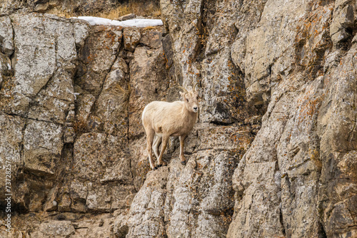 Female Bighorn Sheep on Cliff