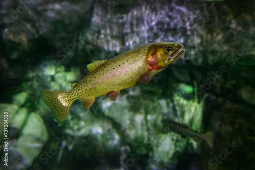 Rainbow Trout Swimming