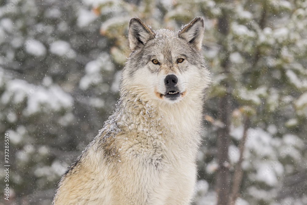 Obraz premium Wolf in the snow