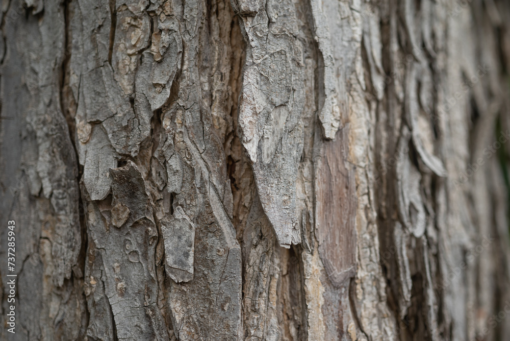 Bark texture background. Mostly blurred close-up Bark texture background. Mostly blurred close-up