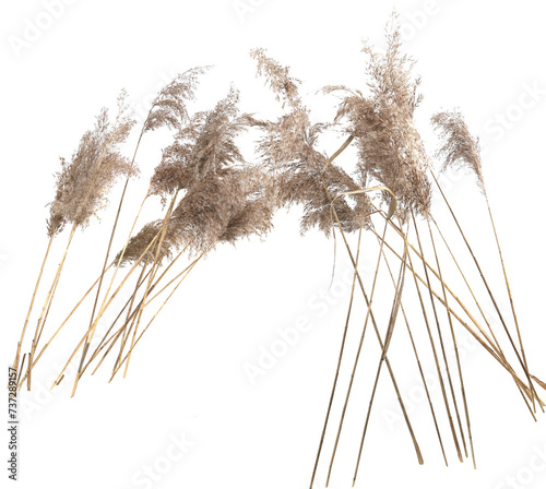 Dry reeds isolated on white background. Fluffy dry grass flowers Phragmites, autumn or winter herbs. photo