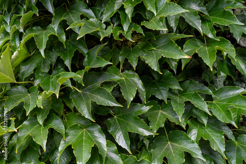 Green leafy background. Weaving ivy plant. Leaves of Japanese Ivy or Boston ivy Vitaceae Parthenocissus tricuspidata Veitchii. Wilder Wein. Spring texture. Botanical flora.