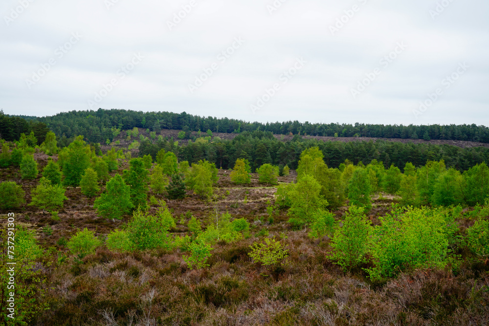 Small pine trees growing in the countryside 