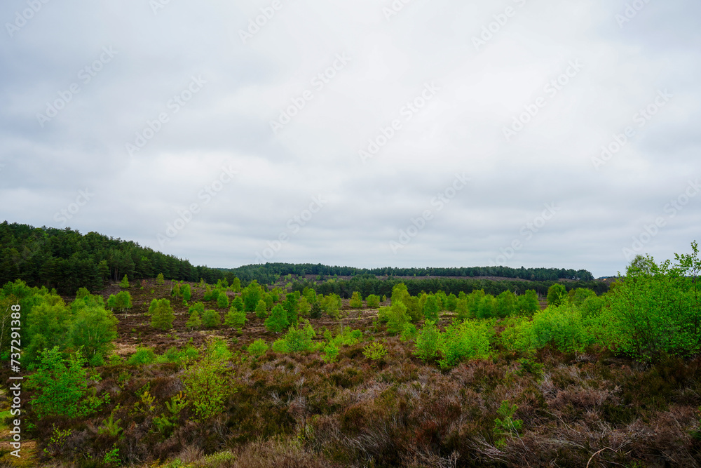 Small pine trees growing in the countryside Small pine trees growing in the countryside