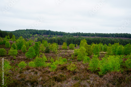 Small pine trees growing in the countryside 