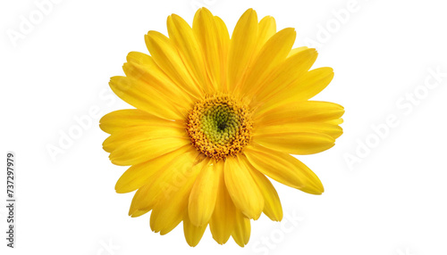 Yellow gerbera flower isolated on transparent background.