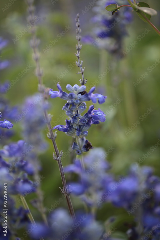 Salvia farinacea blue flowers violet blooming lavender mealy sage purple close up blur background Salvia farinacea blue flowers violet blooming lavender mealy sage purple close up blur background