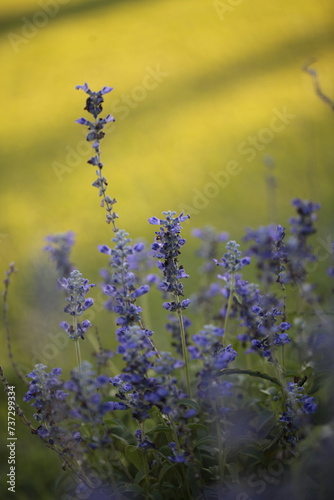 Salvia farinacea blue flowers violet blooming lavender mealy sage purple close up blur background