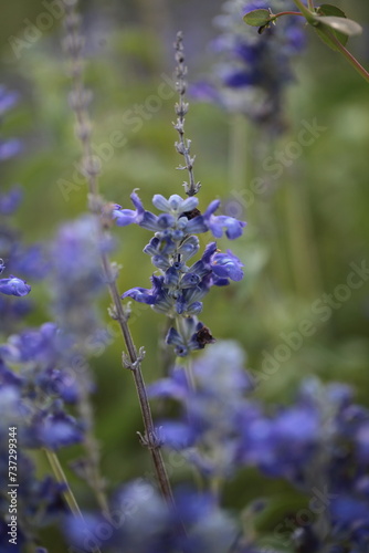 Salvia farinacea blue flowers violet blooming lavender mealy sage purple close up blur background