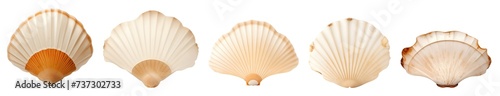 Collection of beautiful ocean scallop shells set isolated on transparent background. Generative AI