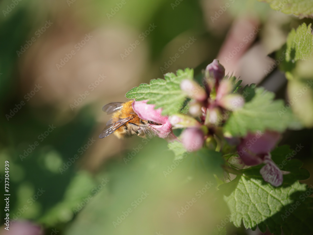 European bee sucking pollen and nectar European bee sucking pollen and nectar