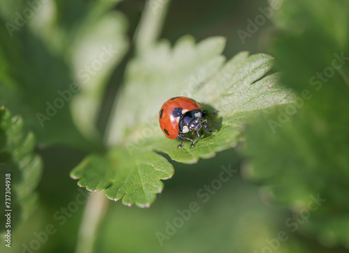 Ladybug on green leave macro