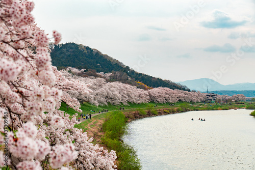 宮城県の桜の名所である白石川堤一目千本桜。