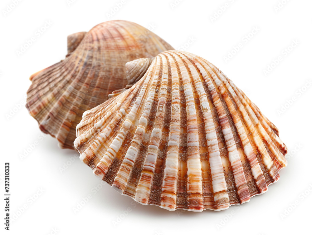 Cockle shells are isolated on a white background. The shell is clean of sea mud. Cockle shells are isolated on a white background. The shell is clean of sea mud.