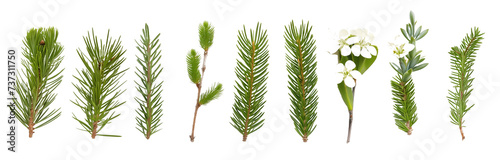 collection of pine branches flowers  isolated on a transparent background