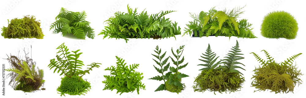 Obraz premium collection of ferns and moss, isolated on a transparent background