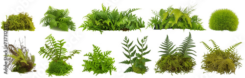 collection of ferns and moss, isolated on a transparent background