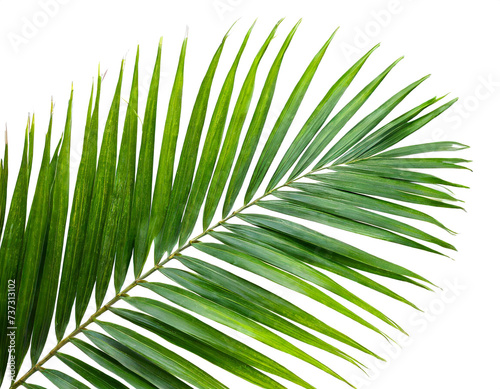 Palmeblatt isoliert auf wei  en Hintergrund  Freisteller