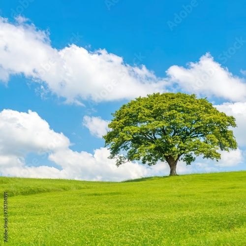 landscape of green grass field with tree and blue sky with white clouds