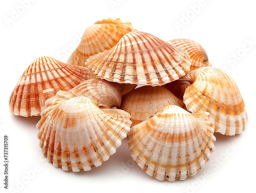 Cockle shells are isolated on a white background. The shell is clean of sea mud.