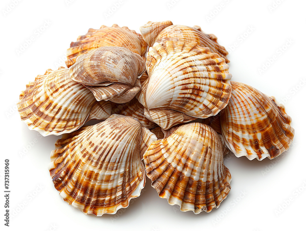 Cockle shells are isolated on a white background. The shell is clean of sea mud.