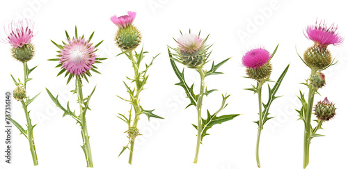 collection of thistles flowers, isolated on a transparent background