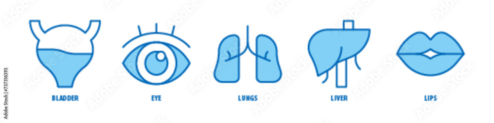 Lips, Liver, Lungs, Eye, Bladder editable stroke outline icons set isolated on white background flat vector illustration. Lips, Liver, Lungs, Eye, Bladder editable stroke outline icons set isolated on white background flat vector illustration.
