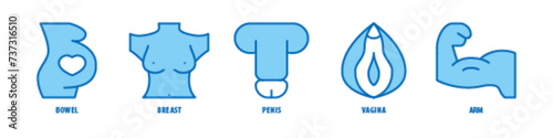 Arm, Vagina, Penis, Breast, Bowel editable stroke outline icons set isolated on white background flat vector illustration.