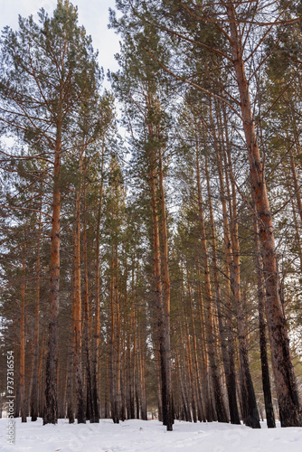 fabulous pine winter forest in the sun, dark bark on the trees and green needles 