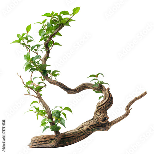 twisted jungle branch with plant growing, isolated on a transparent background