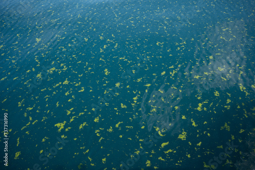 Algae Bloom on Tranquil Lake Surface