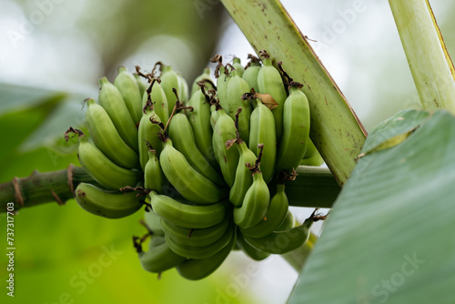 Cluster of Young Bananas Hanging from Plant