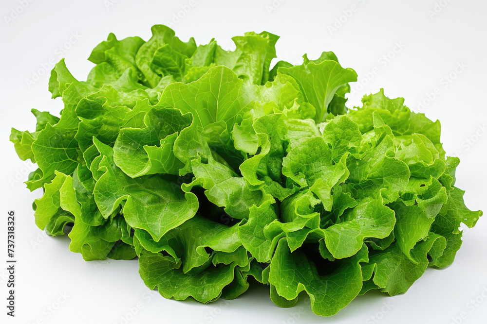 Lettuce Leaves on a White Background A close-up photograph of fresh lettuce leaves arranged neatly on a white background, showcasing their vibrant green color and crisp texture. Lettuce Leaves on a White Background A close-up photograph of fresh lettuce leaves arranged neatly on a white background, showcasing their vibrant green color and crisp texture.