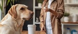 A veterinarian give vitamin to a Labrador dog. AI generated image