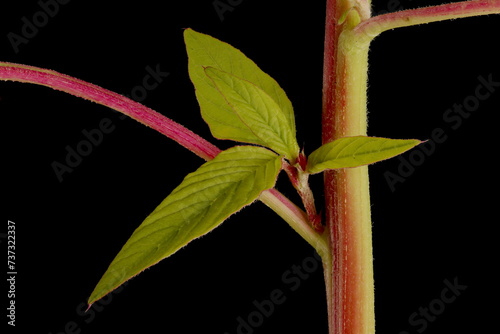 Love-Lies-Bleeding (Amaranthus caudatus). Axillary Shoot Closeup photo
