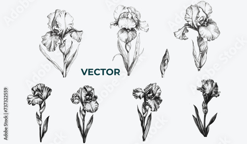 Iris Flower Engraving style Vector Set: Hand-Drawn Retro Halftone Dotted Ink Sketches | Vintage Floral Illustrations & Botanical Drawing Collection