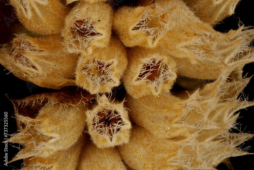 Vietnamese Balm (Elsholtzia ciliata). Mature Infructescence Detail Closeup photo