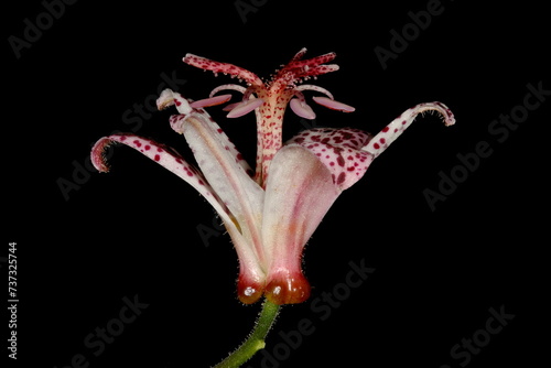 Fotografia Hairy Toad Lily (Tricyrtis hirta). Flower Closeup