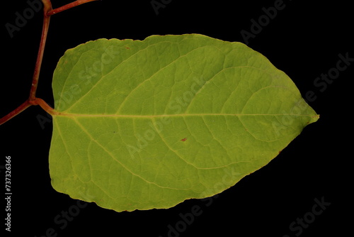 Japanese Knotweed (Reynoutria japonica). Leaf Closeup photo