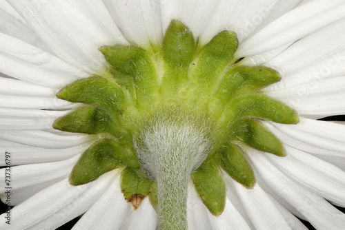 Daisy (Bellis perennis). Involucre Closeup photo