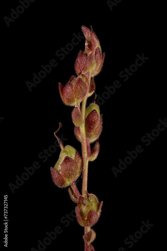 Snapdragon (Antirrhinum majus). Infructescence Closeup photo