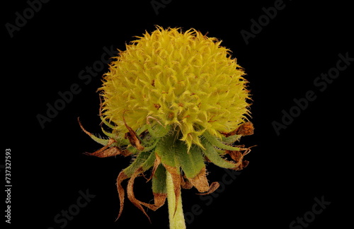Firewheel (Gaillardia pulchella). Post-Anthesis Capitulum Closeup photo