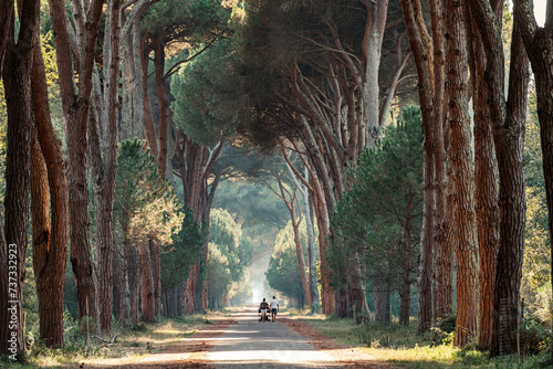 Märchenhafter Weg, umgeben von majestätischen Pinienkernbäumen: Eintauchen in die friedliche Natur. photo