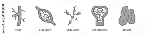 Thymus, Bone marrow, Lymph nodes, Capillaries, Veins editable stroke outline icons set isolated on white background flat vector illustration.